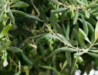 Η ελληνική υπερτροφή που ρίχνει την πίεση και νικά τον διαβήτη